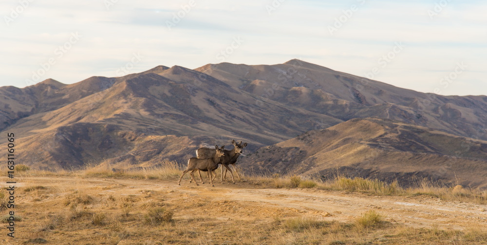 Wild deer in the high desert