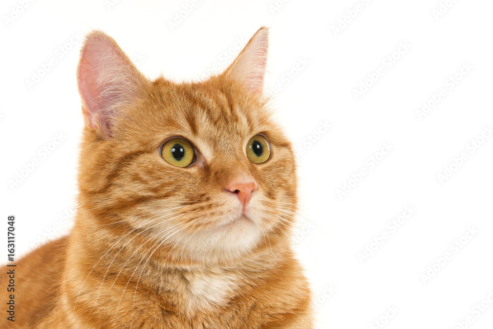 Portrait of an attentive ginger cat against a white background.