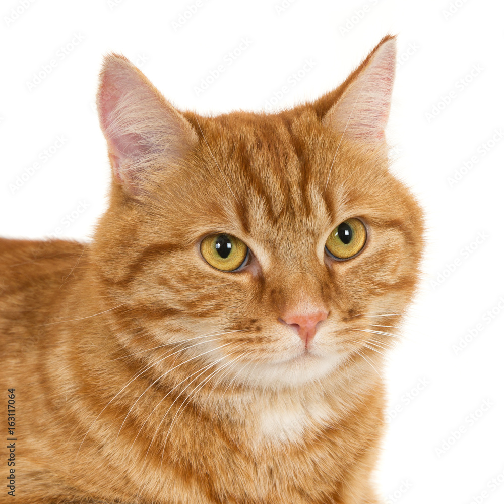 Square portrait of a ginger cat on white. Stock Photo | Adobe Stock