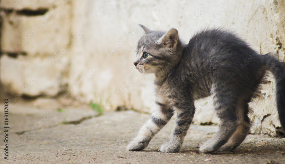 Scared kitten