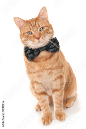 Sitting and looking ginger cat with bow tie.