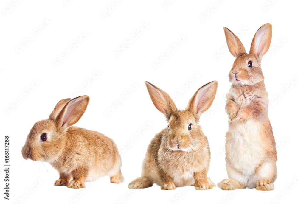 The funny rabbit is standing on its hind legs Stock Photo | Adobe Stock