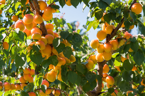 Fresh and ripe apricots on the branch