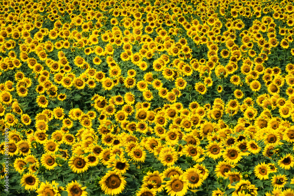 Fototapeta premium Sonnenblumen