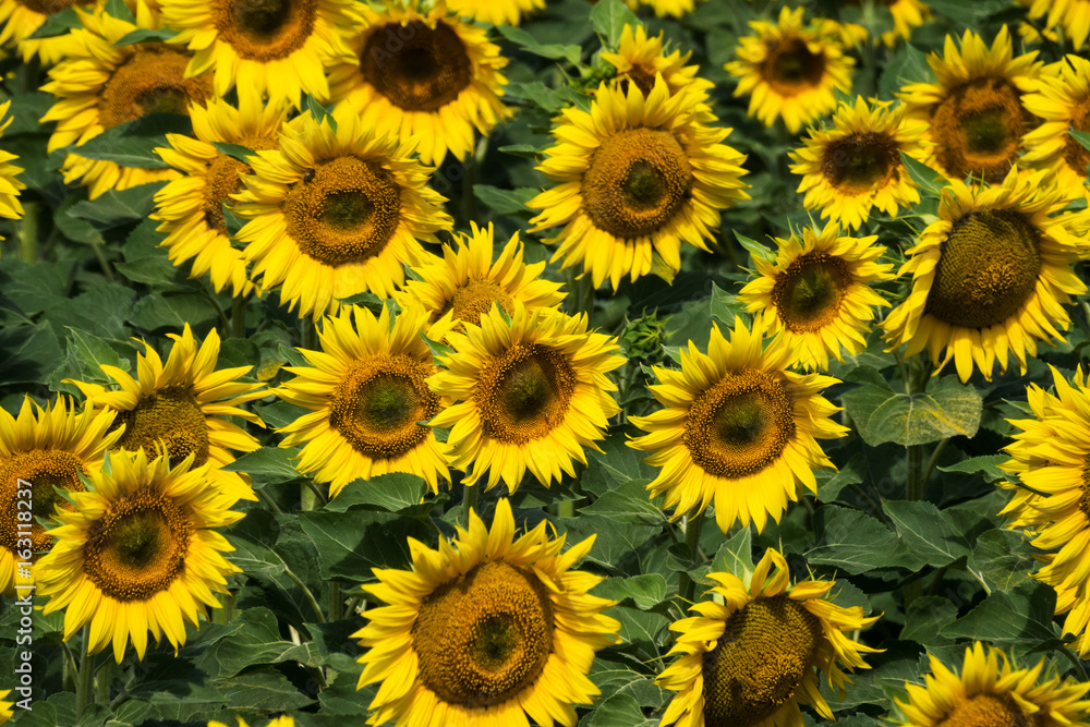 Sonnenblumen Sonnenblumen