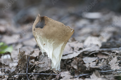 Helvella acetabulum mushroom photo