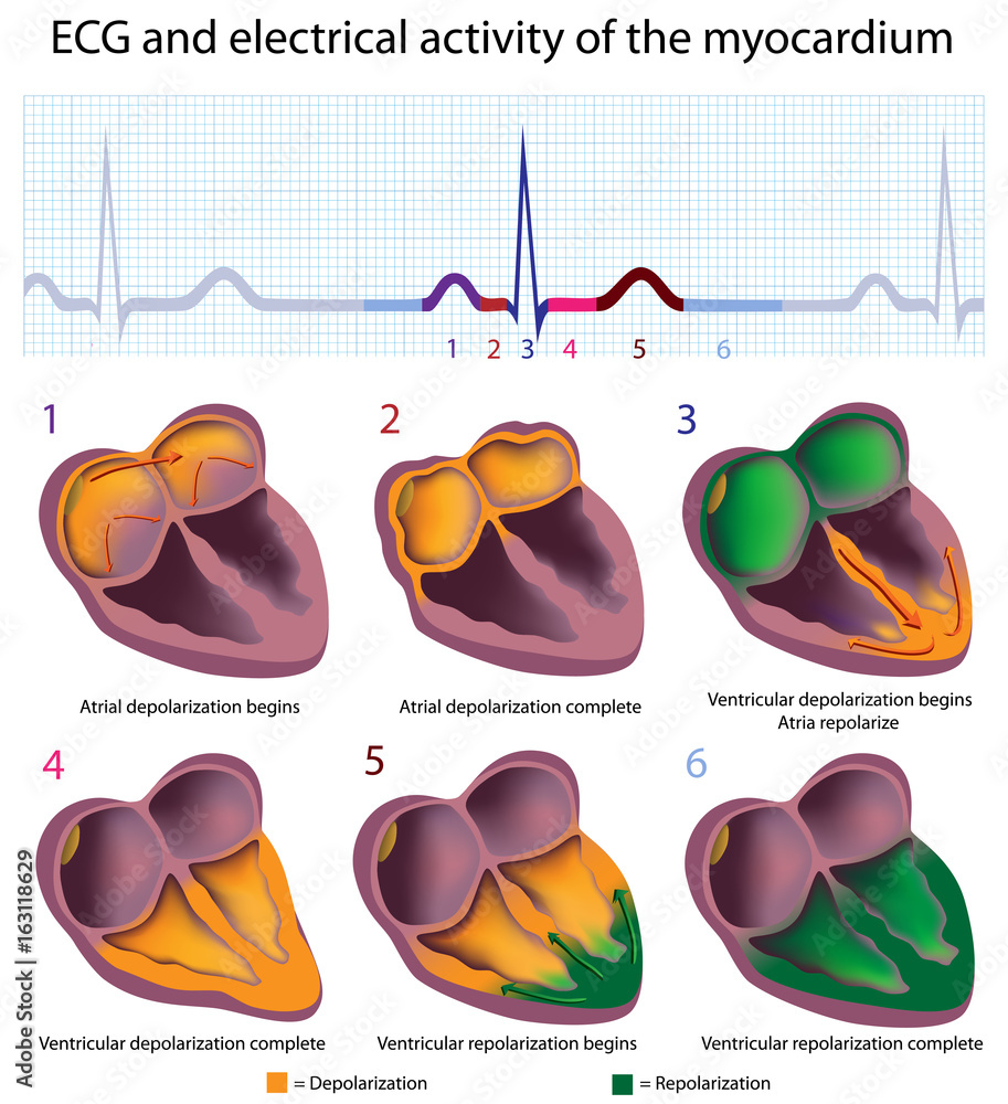 Cardiac cycle, ECG and electrical activities of the myocardium Stock