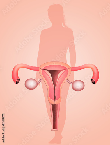 illustration of vagina photo