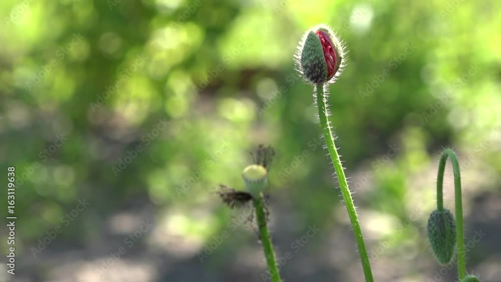 A young, small, field poppy is swaying in the wind.Poppy buds blossom. A young, small, field poppy is swaying in the wind.Poppy buds blossom.