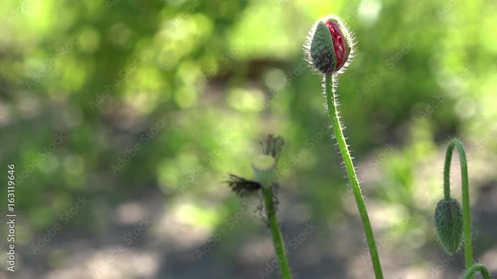 A young, small, field poppy is swaying in the wind.Poppy buds blossom. A young, small, field poppy is swaying in the wind.Poppy buds blossom.