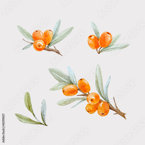 Watercolor vector sea buckthorn