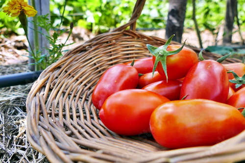 Pelati tomato in basket in the garden photo