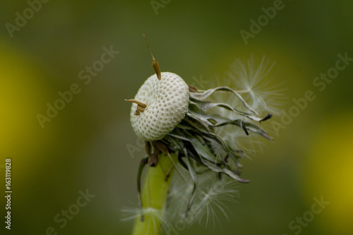 Fototapeta Naklejka Na Ścianę i Meble -  Löwenzahn