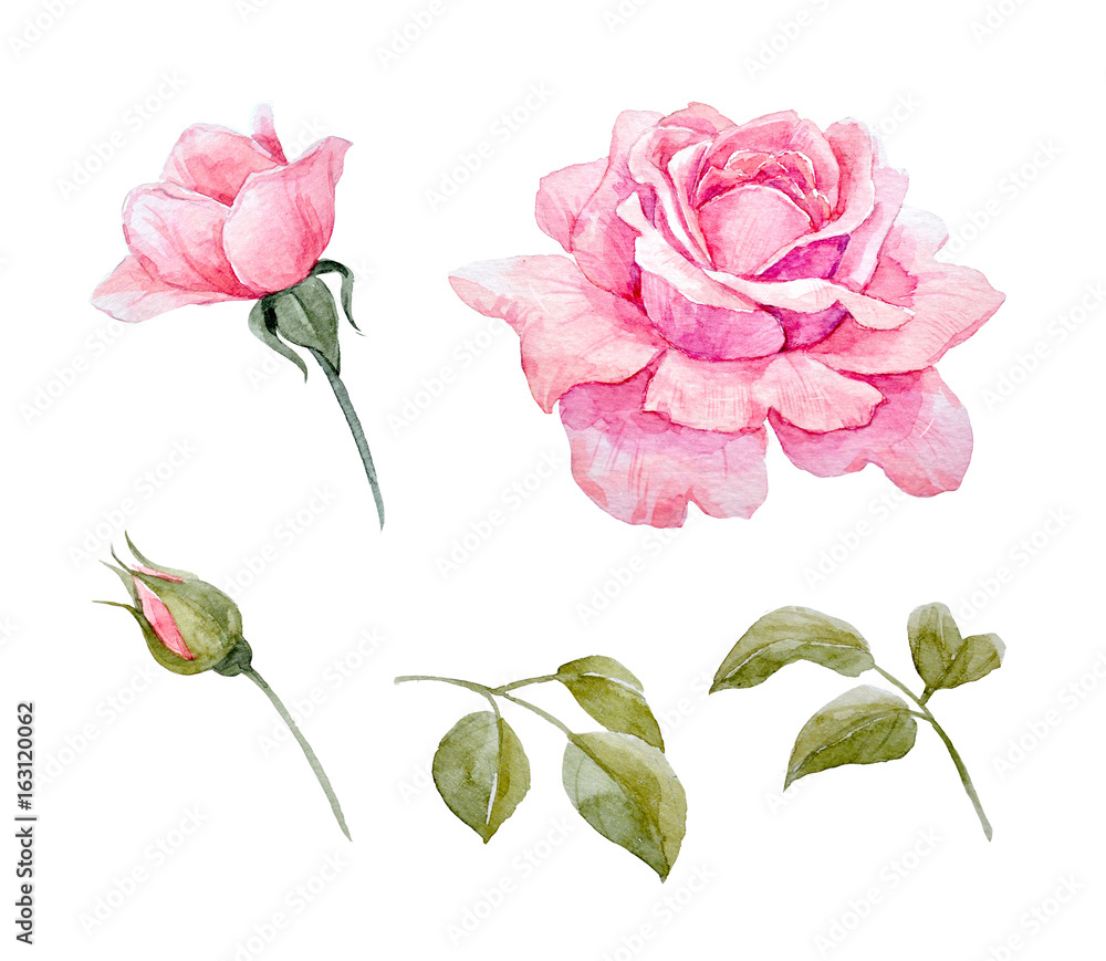 Watercolor roses set