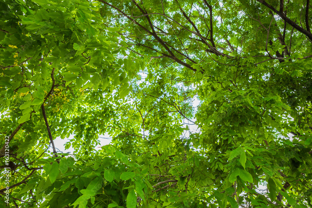 Fototapeta premium Tree