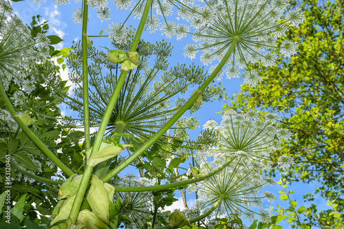 Obraz na plátně Giant hogweeds