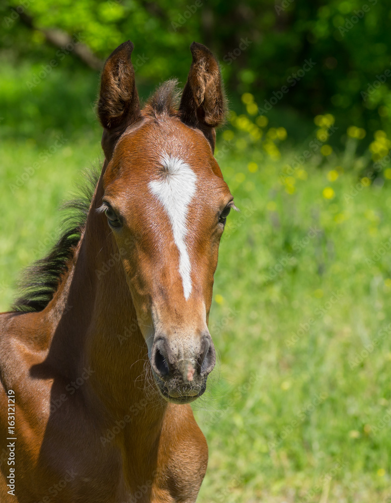 Obraz premium Portrait of young foal on a summer pasture