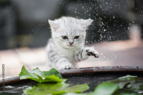 Fototapeta Naklejka Na Ścianę i Meble -  kitten shakes the water off its leg