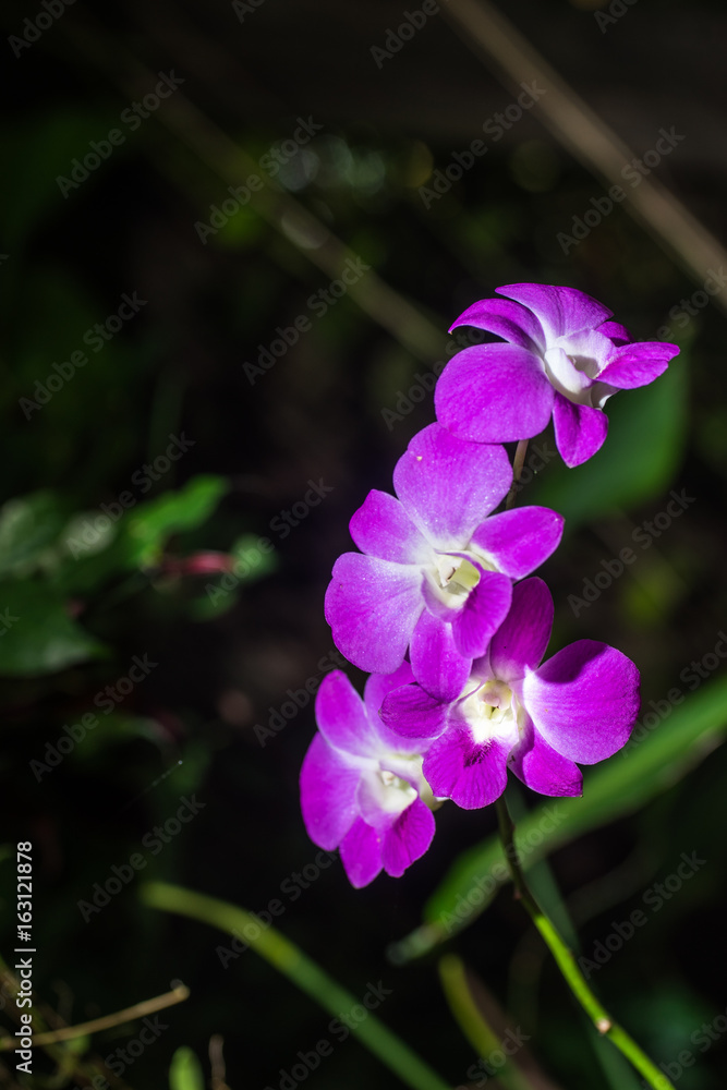 Purple orchid flowers orchid flowers Purple orchid flowers orchid flowers
