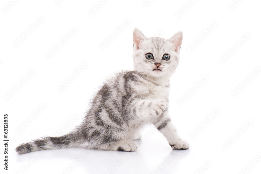 Cute American Shorthair kitten