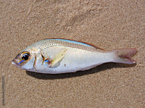 Fish on Sand