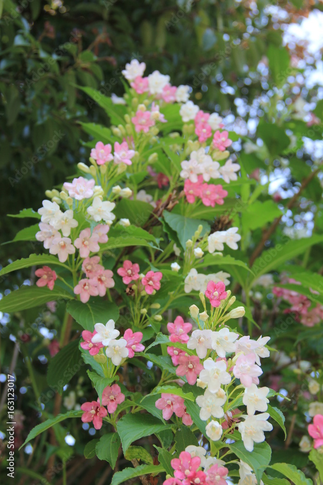 ニシキウツギの花(宮城県) ニシキウツギの花(宮城県)