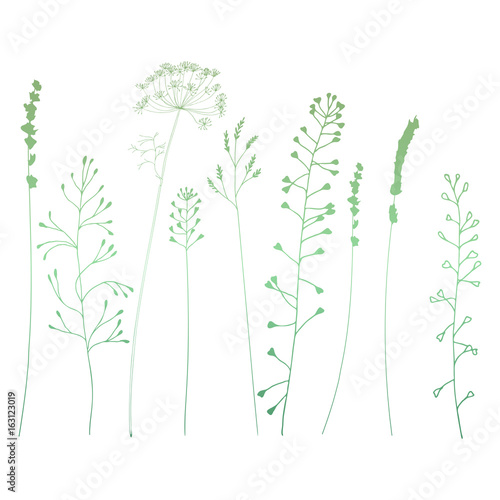 Meadow grasses, herbs and flowers silhouettes.