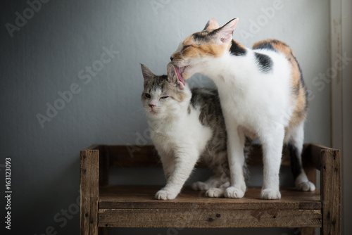 Fototapeta Naklejka Na Ścianę i Meble -  mother cat licking her kitten