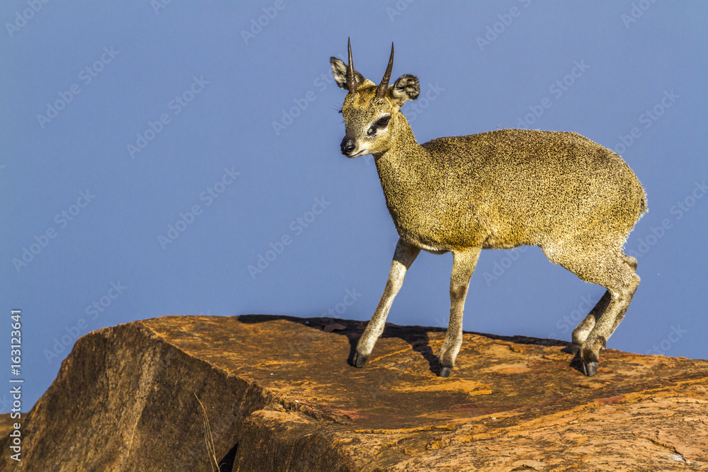 Klipspringer in Kruger National park, South Africa Klipspringer in Kruger National park, South Africa