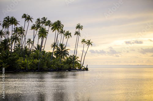 paysage palmier et mer 