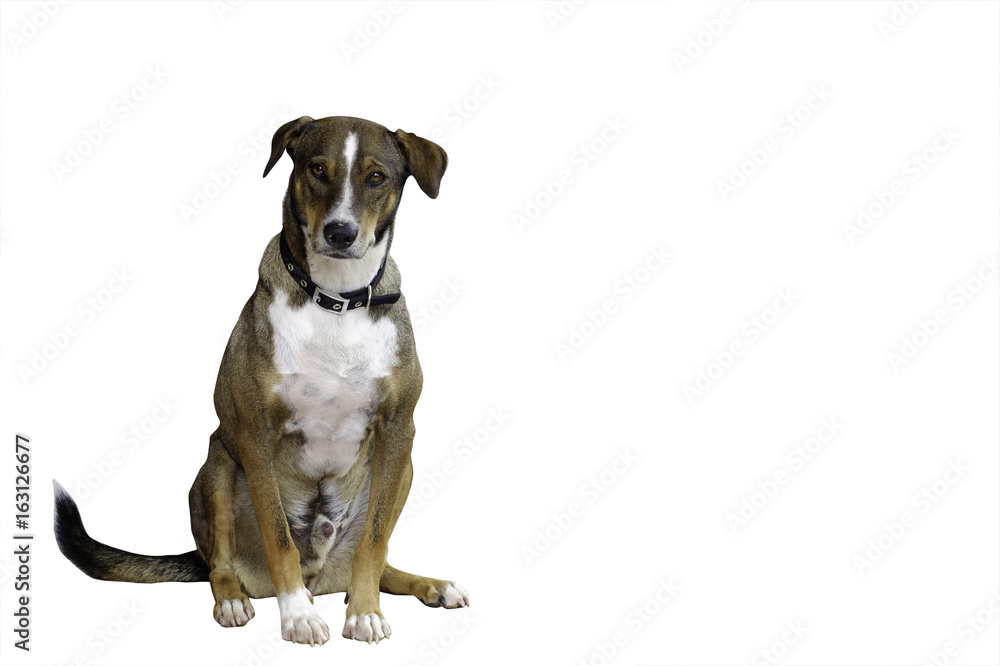 The image of Asia dog sitting with brown and white fur and isolate on white background , clipping path include