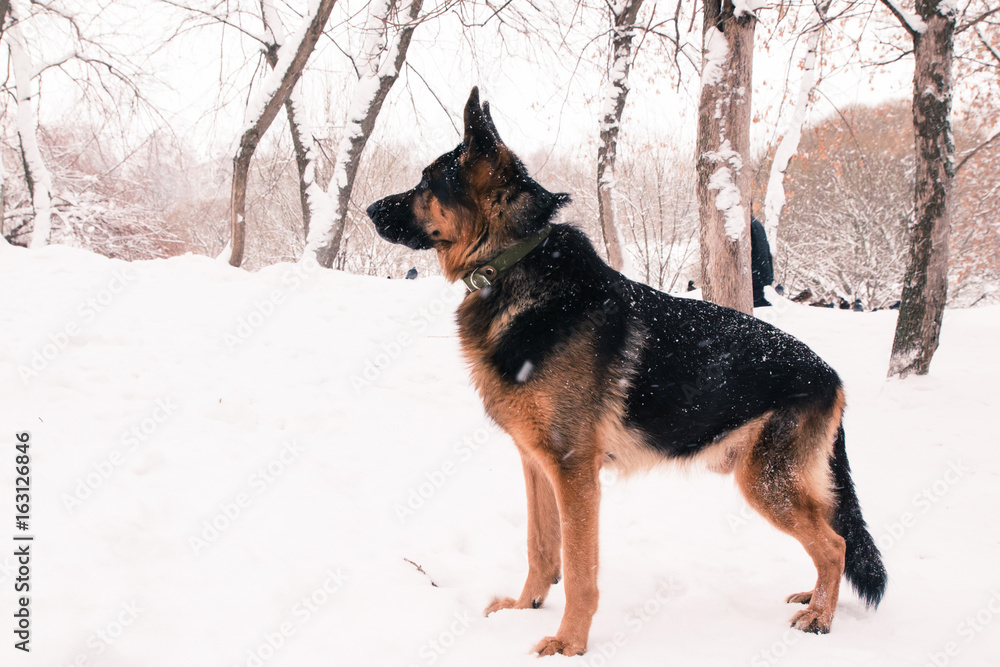 Dog german shepherd in a winter Dog german shepherd in a winter
