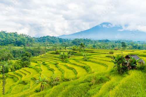 Green rice terrace fields in Bali  Indonesia