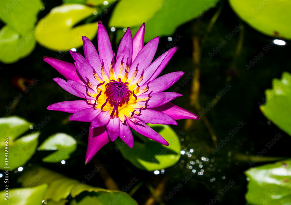 close up lotus flower.flower picture of beautiful purple lotus on the pond with yellow pollen or close up colorful water lily with scientist named Nymphaeaceae (hybrid) isolated on black background close up lotus flower.flower picture of beautiful purple lotus on the pond with yellow pollen or close up colorful water lily with scientist named Nymphaeaceae (hybrid) isolated on black background