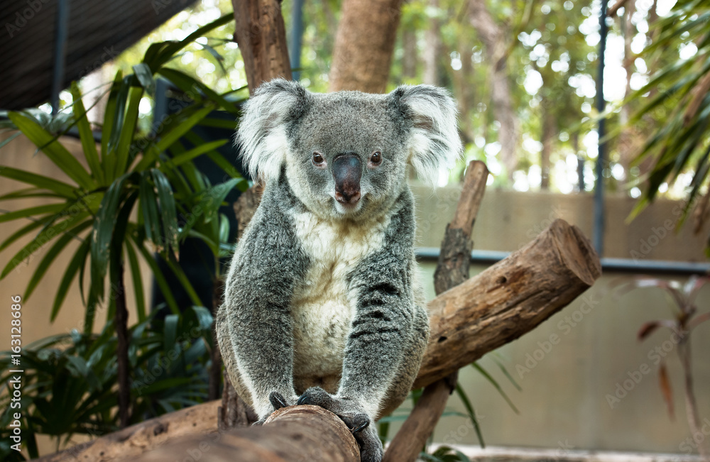 Lazy Koara on Tree Lazy Koara on Tree