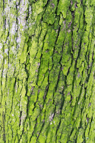 a close up of lime green tree bark found in my local forest in Marbella, Spain
