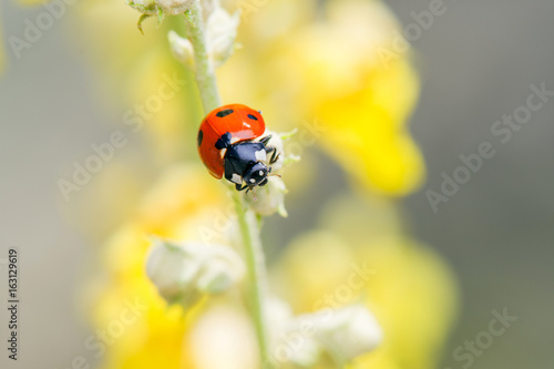 Red Ladybug On Wild Yellow Flowers