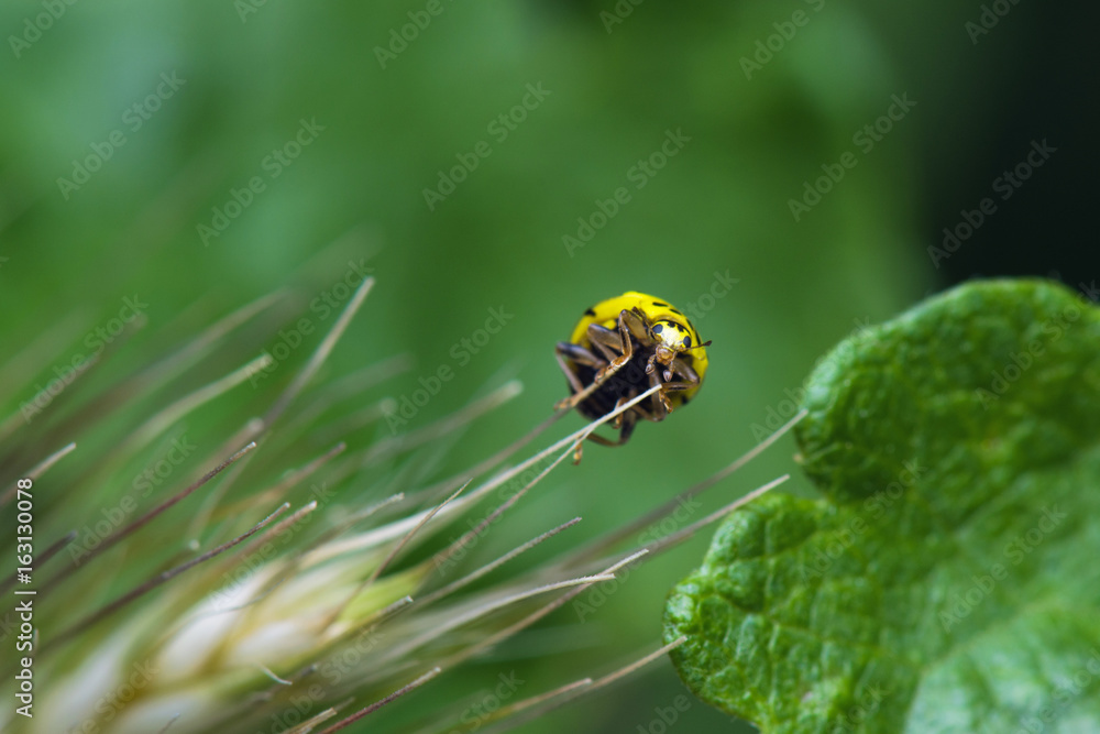 Naklejka premium Yellow Ladybug Macro On Green Leaves