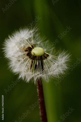 Fototapeta Naklejka Na Ścianę i Meble -  Löwenzahn