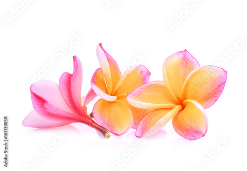 Fototapeta Naklejka Na Ścianę i Meble -  pink frangipani or plumeria (tropical flowers) isolated on white background