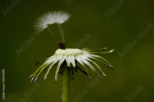 Fototapeta Naklejka Na Ścianę i Meble -  Löwenzahn