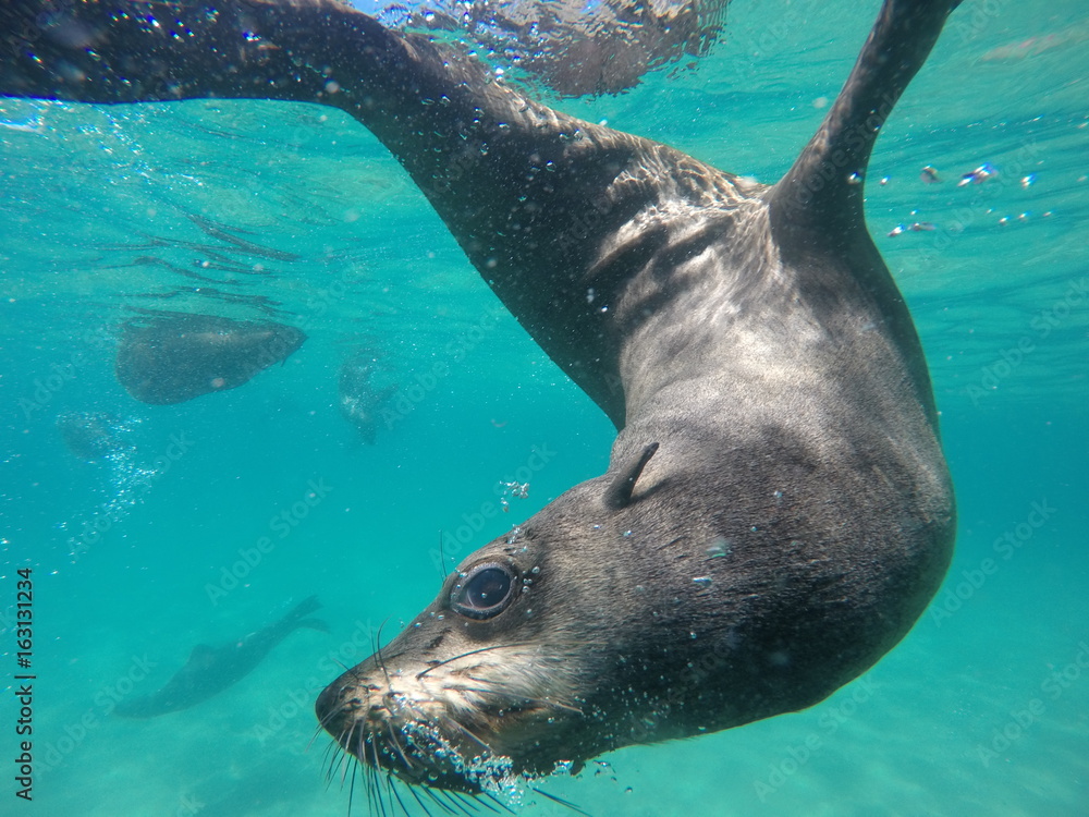 Obraz premium cape fur seal