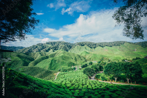 Tea Plantation at CAMERON HIGHLAND MALAYSIA
