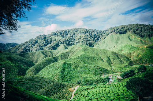 Tea Plantation at CAMERON HIGHLAND MALAYSIA