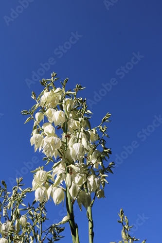 Blüten der Yucca Palme photo