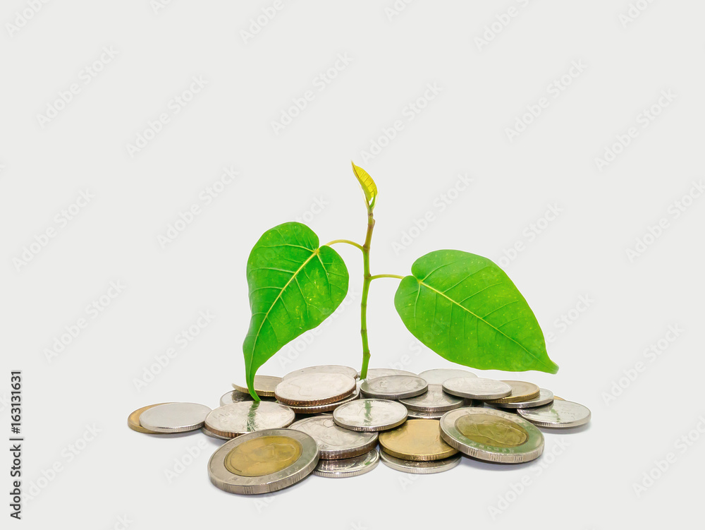 Green tree growing on money coins, isolate on white background Green tree growing on money coins, isolate on white background