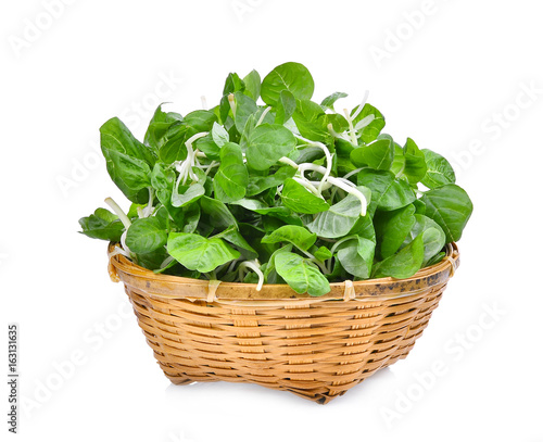 asia fresh spinach green leaves in wooden basket isolated on white background