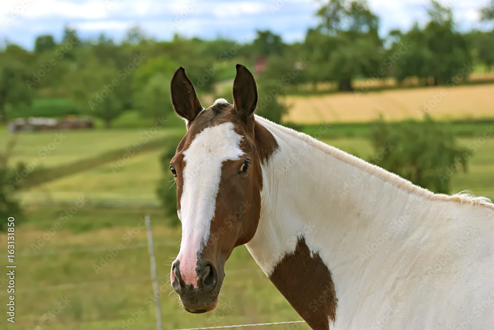 Obraz premium Horses free on a field in summer