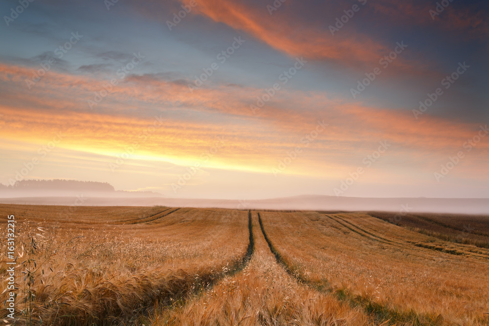summer Fields./ Kashubia , Poland