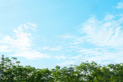 blue sky and  green  tree  background